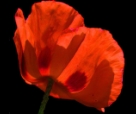 poppy